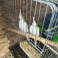 طوطی عروس البینو سفید خالص جفت خورده تعویض با سره|پرنده|کرج, دهقان ویلا|دیوار