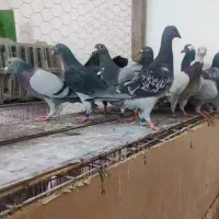 کبوتر پلاکی نر|پرنده|اهواز, کمپلو جنوبی|دیوار