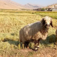 میش ترکی جوان ابستن