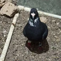 نرسیاه پلنگ اسطوره