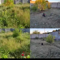 علف زنی وشخم زنی با تیلر ۱۲ اسب دیزلی