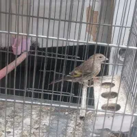 جوجه سهره قناری ۳ماه