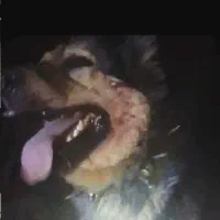 سگ شکاری ب شرط