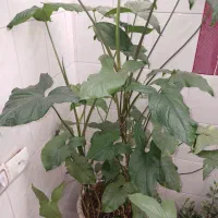 انواع گل با قیمت مناسب