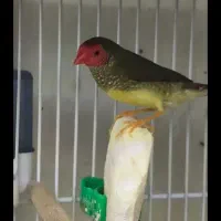 پرنده زینتی .،ناماکوا .فنچ ستاره ای ،گلدین|پرنده|بندر ماهشهر, |دیوار