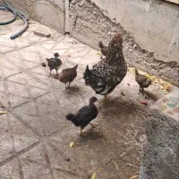 مرغ محلی با ۵ تا جوجه