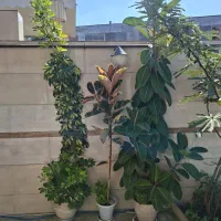 گل فیکوس ، فیکوس ابلق و شفلرا ابلق