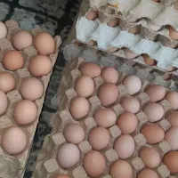 تخم مرغ محلی