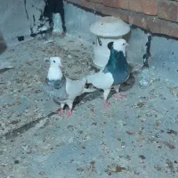 طوقی کبوتر