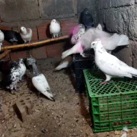 کبوتر ساعتی|پرنده|سنگدوین, |دیوار