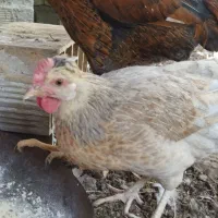 مرغ محلی|حیوانات مزرعه|حور, |دیوار