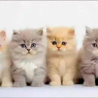 زندگی زیبا با گربه های اشرافی زیبا (نژاد برتر)