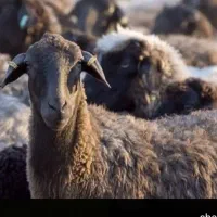 گوسفند زنده