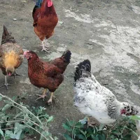 مرغ و خروس.اردک اسراییلی و غاز|حیوانات مزرعه|لاهیجان, لیل|دیوار