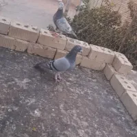 یک جفت پلاکی مسافتی نرماده معاوضه|پرنده|مرودشت, ثبت احوال|دیوار