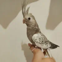 عروس هلندی مرواریدی|پرنده|تهران, امین حضور|دیوار