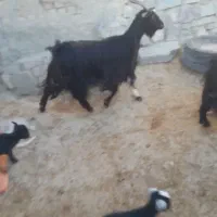 بز جوان درشت با دوتا بزغالش