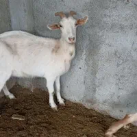 بز خلوص بالا شیر