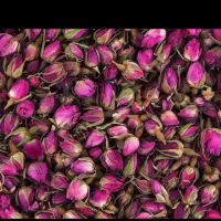 غنچه گل محمدی