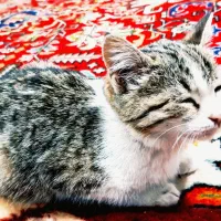 یه گربه خانگی|گربه|ارومیه, |دیوار