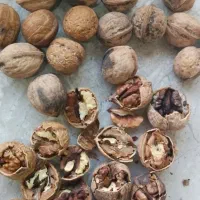 گردو کردستان همه رقمه|خوردنی و آشامیدنی|قم, ارم|دیوار