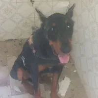 سگ گمشده|حیوانات|بندر امام خمینی, |دیوار