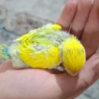 دو عدد عروس هلندی و پنج دونه طوطی برزیلی|پرنده|فردیس, فردیس|دیوار