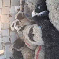 ۱۴۰ راس گوسفند|حیوانات مزرعه|آباده, |دیوار