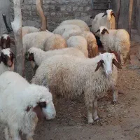 بره سفید|حیوانات مزرعه|اسلام‌‌آباد غرب, |دیوار