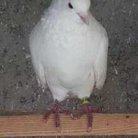 فروش پرنده