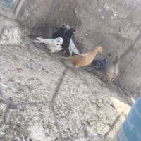 کفتر|پرنده|زید آباد, |دیوار