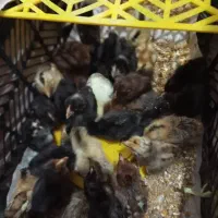 حمیدیه جوجه عرب|حیوانات مزرعه|حمیدیه, |دیوار