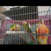 جوجه گرینچیک|پرنده|اهواز, کوی سعدی|دیوار