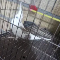 عروس هلندی گم شده