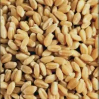فروش بذر گندم رقم پیشگام