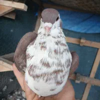 شیرازی افشون نقری پلنگ سیا پلنگ