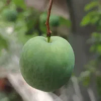 سیم کارت 0938*27*37*87*5