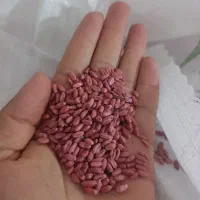 بذر گندم پایا دیم برای امسال پلمپ شرکتی