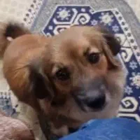 واگذاری سگ میکس داشهوند و اشپیتز