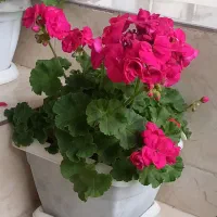 گل شمعدانی صورتی