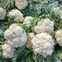 گل کلم درجه ۱ رزایه