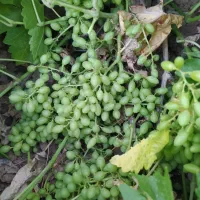 غوره عسگری بی دانه آب دار