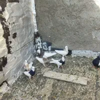 کفترا‌هم‌هوایی‌وجفتکاه‌عکس‌اول‌نمایشی‌است|پرنده|تربت‌حیدریه, دیزقند|دیوار