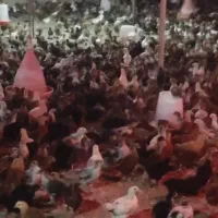فلوس مرغ و خروس دو رگه