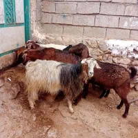 ۵عدد بز جوان بوغاز ویلینی برای نگه داشتن|حیوانات مزرعه|اردبیل, |دیوار