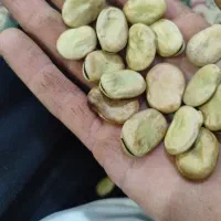 250بذرباقله امسال تمیزپاک وخشک هرکیلو280هزا