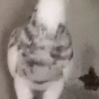 کبوترفروشی|پرنده|چابهار, |دیوار