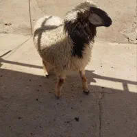 گوسفند داشتی