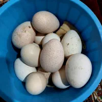 تخم نطفه دار بوقلمون