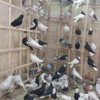 کبوتر دسته ۹۰تایی|پرنده|الوند, |دیوار